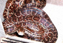 Haitian Boa