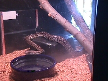 Haitian Boa