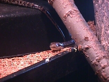 Haitian Boa