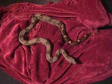 pic3