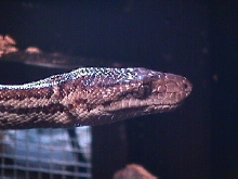 Haitian Boa