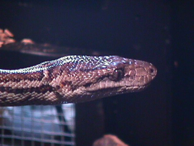 Haitian Boa
