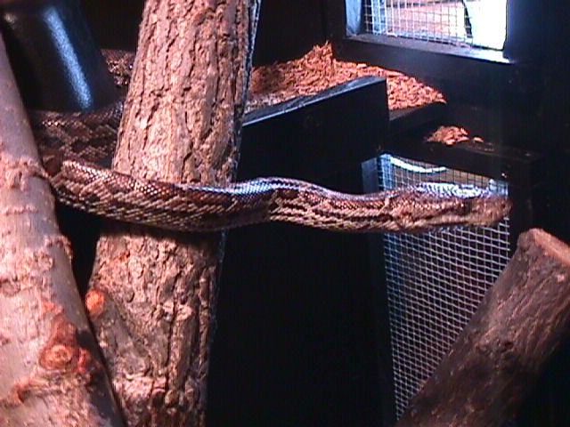 Haitian Boa