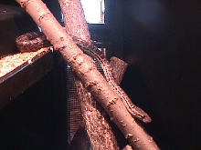 Haitian Boa