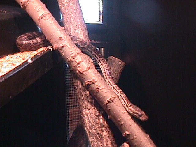 Haitian Boa