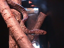 Haitian Boa
