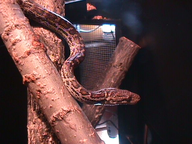 Haitian Boa