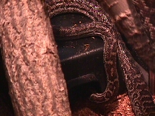 Haitian Boa