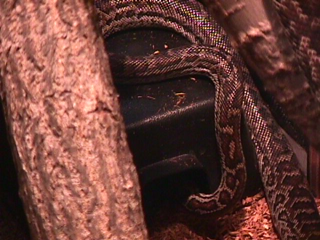 Haitian Boa