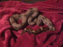 new boa baby