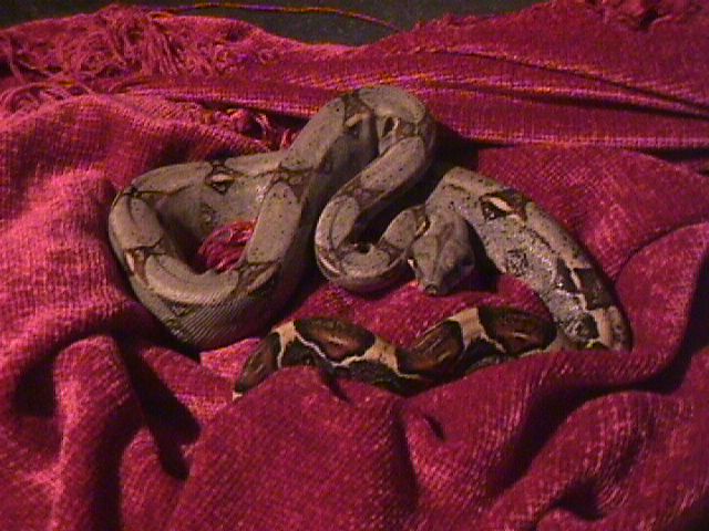 new boa baby