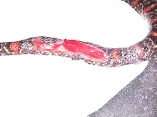 "rescued" kingsnake
