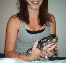 B&W tegu