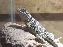 female C. collaris
