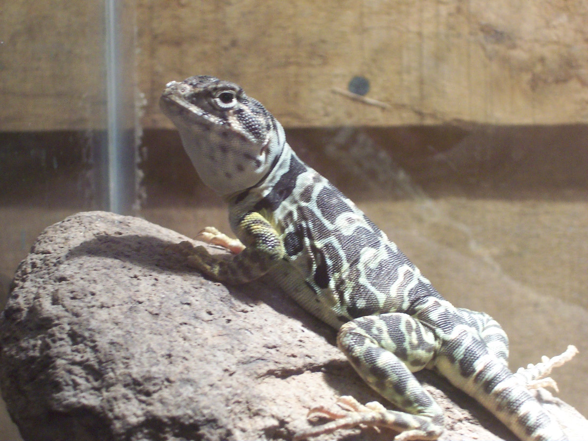 female C. collaris