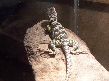 female C. collaris