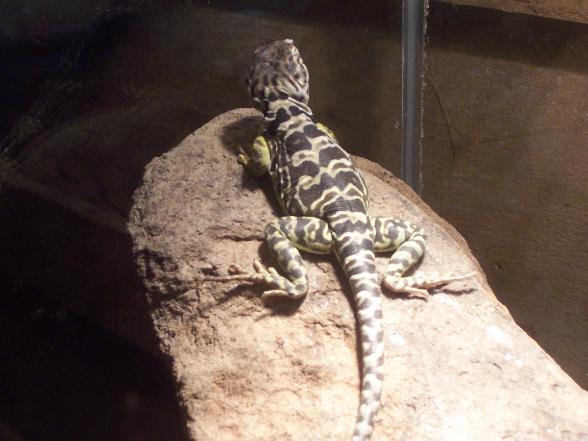 female C. collaris