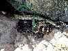 Dark v.oreganus