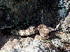 Northern Pacific Den#2