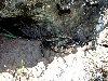 viridis oreganus Den#2a