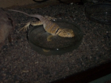 Drinking