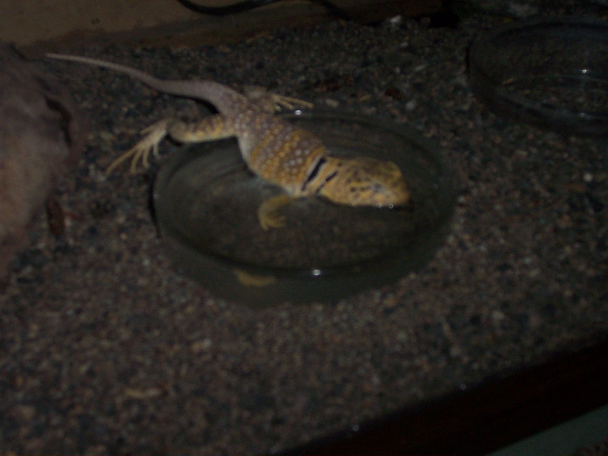 Drinking
