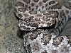 Great Basin rattlesnake3