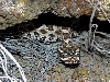 Great Basin rattlesnake4