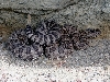 Great Basin rattlesnake2