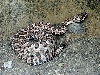 Great basin rattlesnake