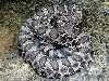 Great basin rattlesnake