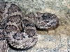 Great Basin rattlesnake