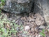viridis oreganus,Northern Pacific