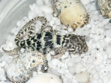 hatching C. collaris