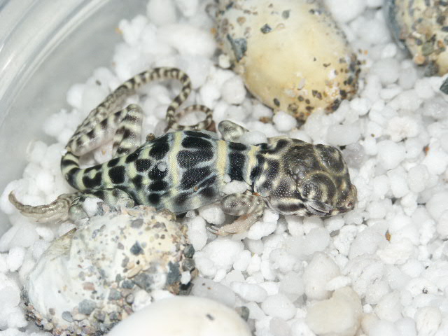 hatching C. collaris