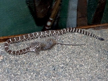 baby viridis oreganus feeding