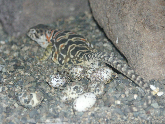 eggs