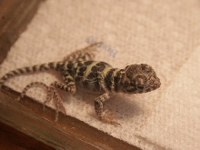hatchling C. collaris