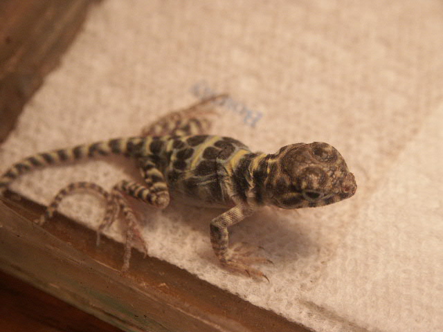 hatchling C. collaris