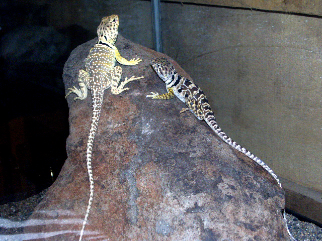 collared lizard pair