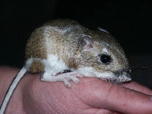 Ord,s Kangaroo rat