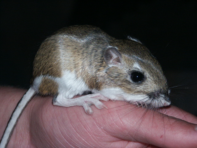 Ord,s Kangaroo rat