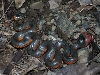 Ringneck snake, Oregon