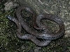 Sharptail snake, Oregon