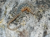 Side-blotched lizard,Oregon