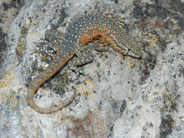Side-blotched lizard,Oregon