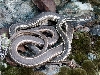 Striped Whipsnake