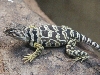 female c. baileyi (western) collared izard