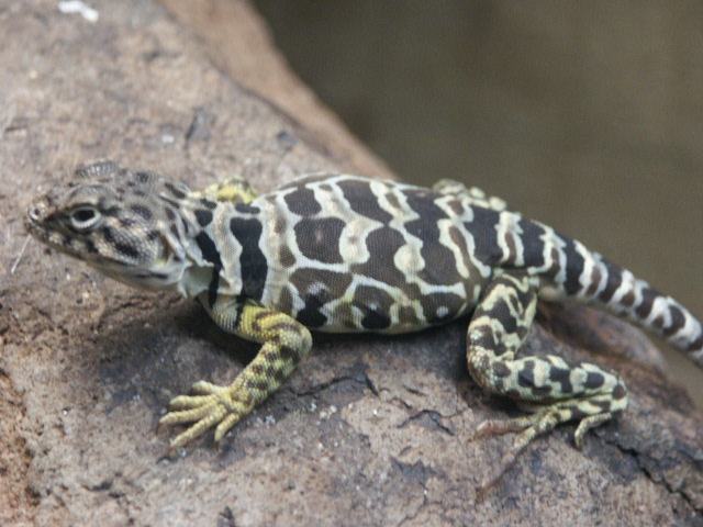 female c. baileyi (western) collared izard