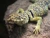 male c. baileyi (western)
